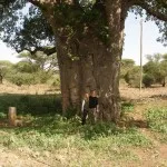 Baobab meg Baobab meg