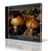 Hogyan kell eladni a paradicsom