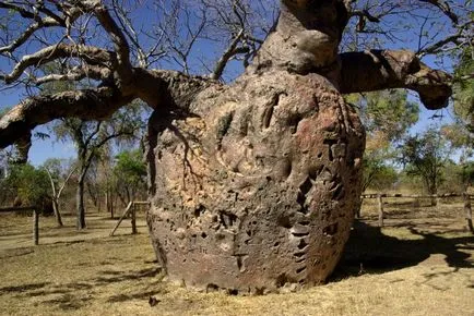 Baobab meg