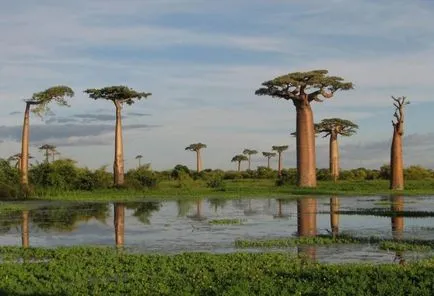 Baobab meg Baobab meg