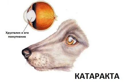 kutya szem kezelésére