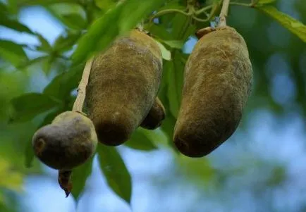 Baobab meg