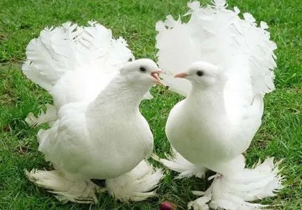Doves esküvőre