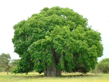 Baobab meg