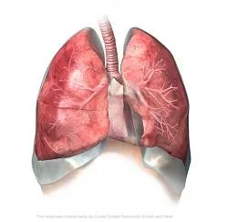 A kezelt dysbiosis
