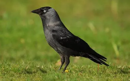 Úgy néz ki, mint egy varjú Úgy néz ki, mint egy varjú