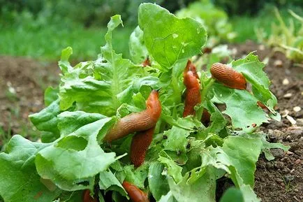 A megszórjuk káposzta