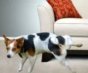 Abból, amit a kutya hasmenés