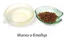 Minden, amire szükség van egy kiscica