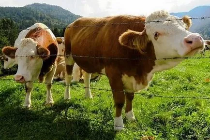 Mi fog történni a bolygó emberi beavatkozás nélkül