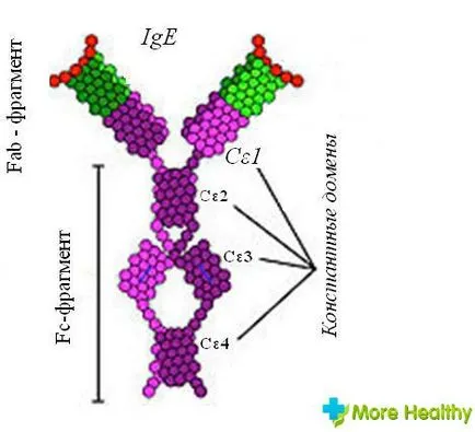 Hogyan csökkentse immunglobulin Hogyan csökkentse immunglobulin