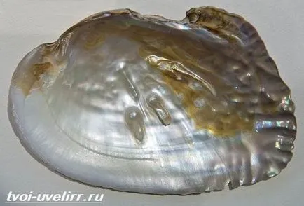 Milyen színű gyöngyház Milyen színű gyöngyház