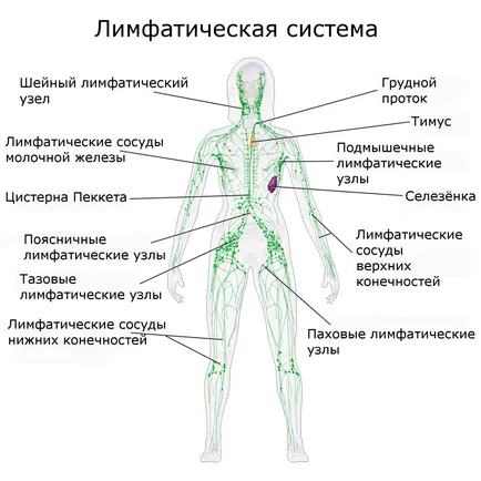 Mi lymphostasis lábak Mi lymphostasis lábak