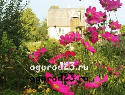 Kerti virágok kamilla Kerti virágok kamilla