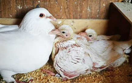 A csibéket etetik a galambokat A csibéket etetik a galambokat