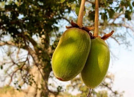 Baobab meg