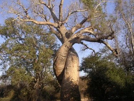 Baobab meg