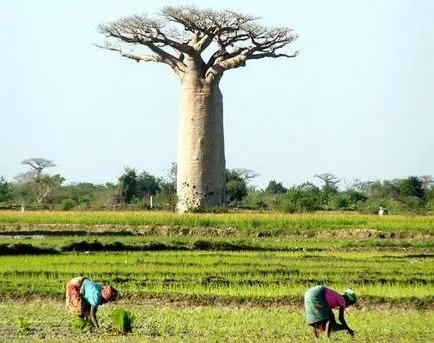 Baobab meg
