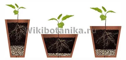 Mi a vízelvezetés cserepes növények Mi a vízelvezetés cserepes növények
