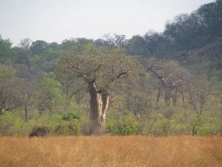 Baobab meg Baobab meg