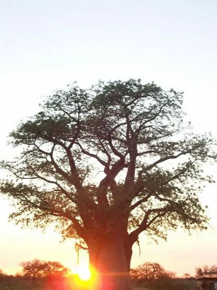 Baobab meg Baobab meg