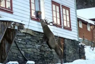 A kutya vált A kutya vált