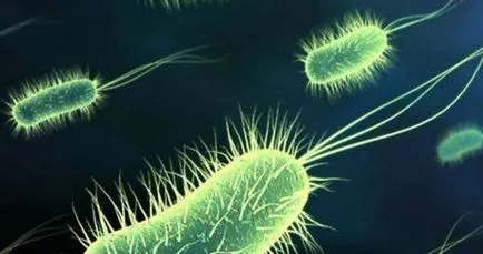 Fagocita elmélet immunitás Fagocita elmélet immunitás