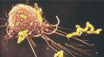 Fagocita elmélet immunitás Fagocita elmélet immunitás