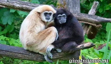 Gibbon mi