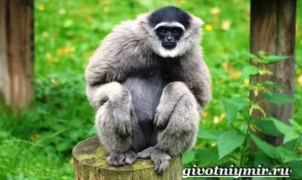Gibbon mi