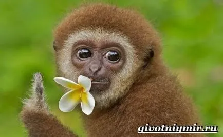 Gibbon mi