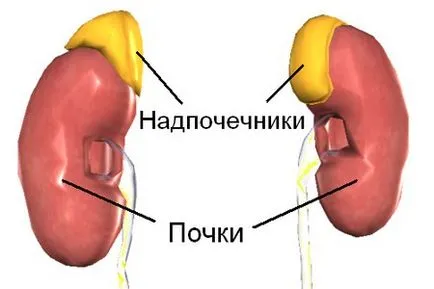 öröm hormonok öröm hormonok