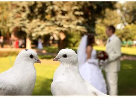 Doves esküvőre