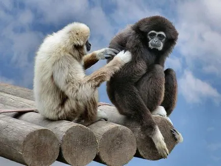 Gibbon mi