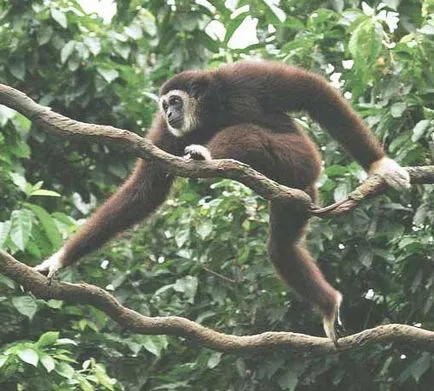 Gibbon mi