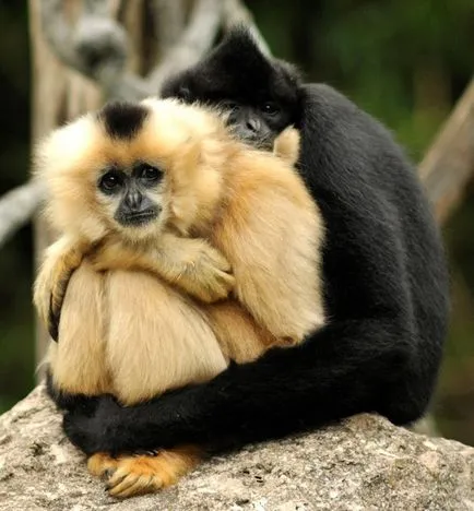 Gibbon mi