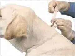 Legérdekesebb beceneveket macskáknak Legérdekesebb beceneveket macskáknak