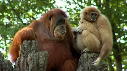 Gibbon mi Gibbon mi
