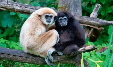 Gibbon mi Gibbon mi