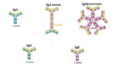 Hogyan csökkentse immunglobulin