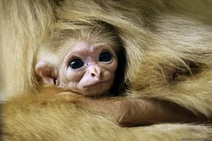 Gibbon mi Gibbon mi