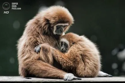 Gibbon mi Gibbon mi
