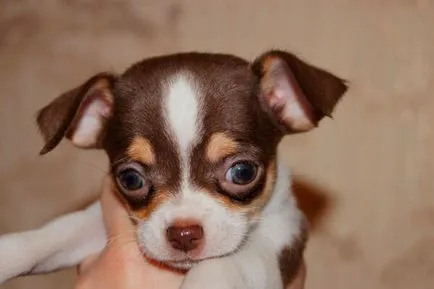 Nevek kutyák chihuahua fiúk