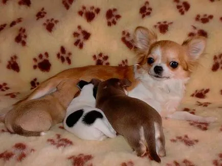 Nevek kutyák chihuahua fiúk
