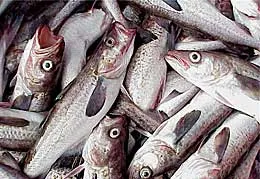 Hogyan tisztítható pollock