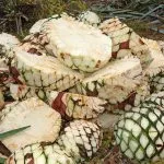 Milyen ital tequila