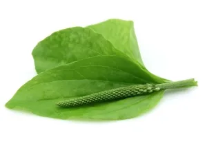 Mit tegyünk, ha pattanások a hátán