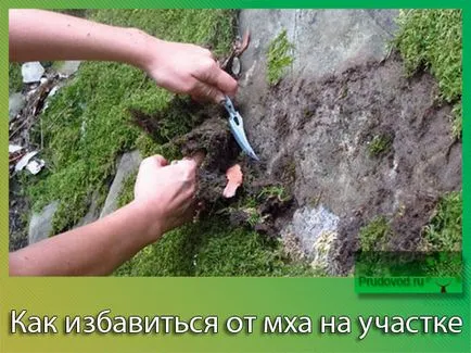 Hogyan kell kezelni a moha