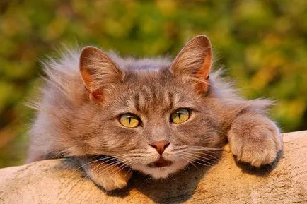 fürdött macska fürdött macska