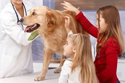 Tőgygyulladás kezelésére kutyáknál